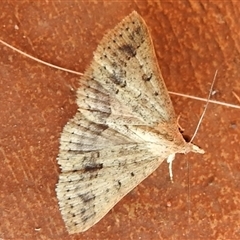 Gesonia obeditalis at Cossack, NT - 14 May 2025 05:33 PM