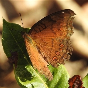 Unverified Nymph (Nymphalidae) at Cossack, NT - 14 May 2025 by HelenCross