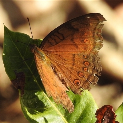Unverified Nymph (Nymphalidae) at Cossack, NT - 14 May 2025 by HelenCross