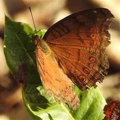 Junonia hedonia at Cossack, NT - 14 May 2025 05:41 PM
