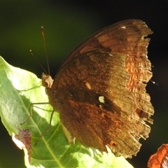 Junonia hedonia at Cossack, NT - 14 May 2025 05:41 PM