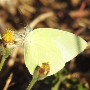 Unverified White & Yellow (Pieridae) at Cossack, NT - 14 May 2025 by HelenCross