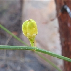 Unverified Climber or Mistletoe at Nitmiluk, NT - 15 May 2025 by HelenCross