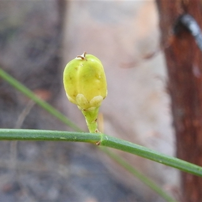 Unverified Climber or Mistletoe at Nitmiluk, NT - 15 May 2025 by HelenCross