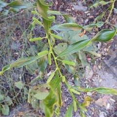 Unverified Wattle at Nitmiluk, NT - 15 May 2025 by HelenCross