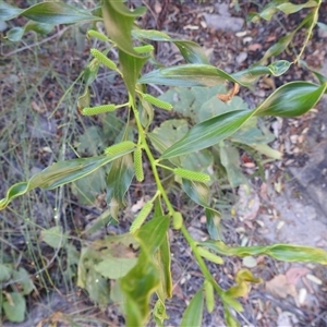 Unverified Wattle at Nitmiluk, NT - 15 May 2025 by HelenCross