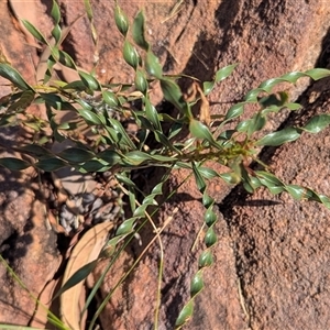 Unverified Wattle at Nitmiluk, NT - 15 May 2025 by HelenCross