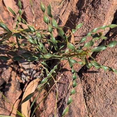 Unverified Wattle at Nitmiluk, NT - 15 May 2025 by HelenCross