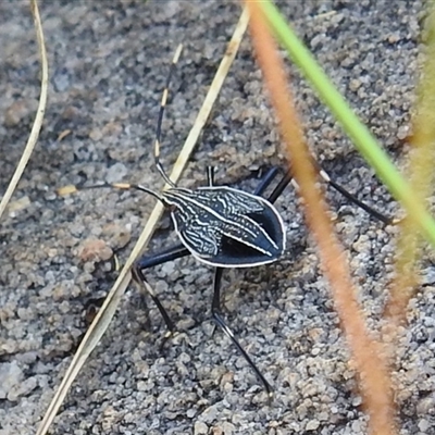 Unverified Shield, Stink or Jewel Bug (Pentatomoidea) at Nitmiluk, NT - 15 May 2025 by HelenCross
