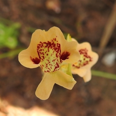 Utricularia fulva at Kakadu, NT - 17 May 2025 by HelenCross