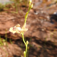 Utricularia fulva at Kakadu, NT - 17 May 2025 11:11 AM