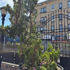 Acer buergerianum at Flatbush, NY - 21 May 2025 by morgaan