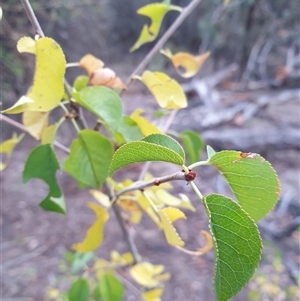 Prunus sp. at Ainslie, ACT - Yesterday by Jeanette