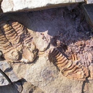Unverified Other Invertebrate by waltraud