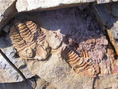 Trilobita (class) fossil (Trilobite fossil) by waltraud