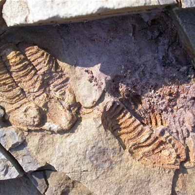 Trilobita (class) fossil (Trilobite fossil) by waltraud