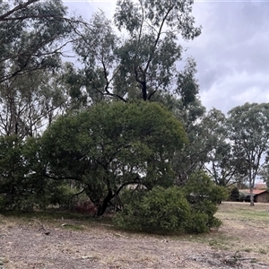 Unverified Wattle at Higgins, ACT - Today by Untidy