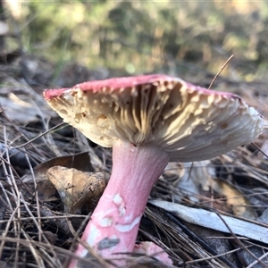 Russula clelandii at Kungala, NSW - 20 May 2025 by donnanchris