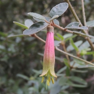 Correa sp. at Canberra, ACT - 24 Jul 2024 by MichaelBedingfield