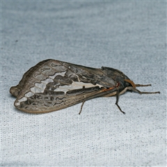 Abantiades atripalpis (Bardee grub/moth, Rain Moth) by DPRees125