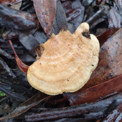 Trametes coccinea by Aussiegall