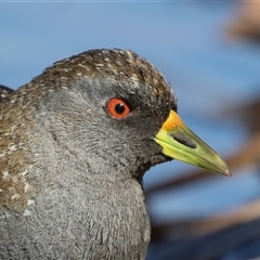 Porzana fluminea (Australian Spotted Crake) at Fyshwick, ACT - 17 May 2025 by rawshorty