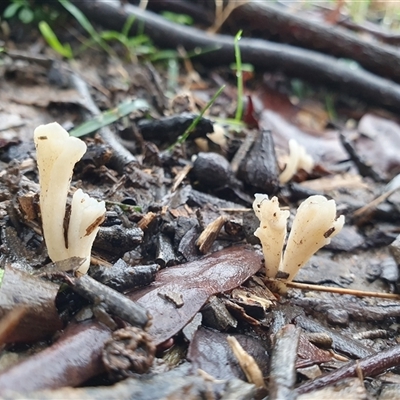 Clavulina sp. by Aussiegall