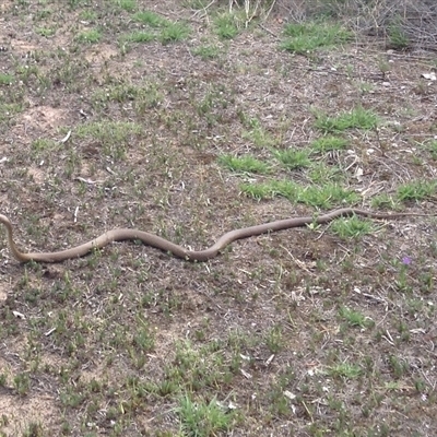 Pseudonaja textilis (Eastern Brown Snake) at Crowther, NSW - 19 Oct 2017 by Frecko