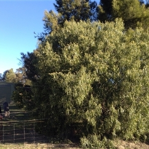 Geijera parviflora at Crowther, NSW - 20 Aug 2017 04:28 PM