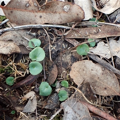 Corysanthes hispida (Bristly Helmet Orchid) at Aranda, ACT by CathB