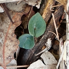 Acianthus collinus (Inland Mosquito Orchid) at Aranda, ACT by CathB