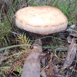 Unverified Fungus by Dron