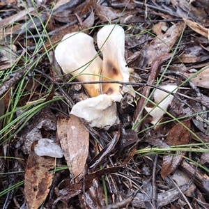 Unverified Fungus by Dron