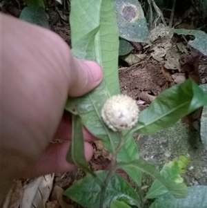 Eupomatia barbata (small bolwarra) at Syndicate, QLD - 9 Nov 2015 by JasonPStewartNMsnc2016