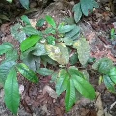 Eupomatia barbata at Syndicate, QLD - 9 Nov 2015 05:04 PM