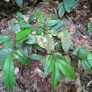 Eupomatia barbata at Syndicate, QLD - 9 Nov 2015 05:04 PM