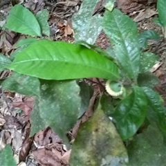 Eupomatia barbata at Syndicate, QLD - 9 Nov 2015 05:04 PM