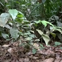 Eupomatia barbata at Syndicate, QLD - 9 Nov 2015 05:04 PM