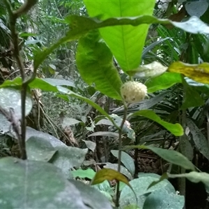 Eupomatia barbata at Syndicate, QLD - 9 Nov 2015 05:04 PM