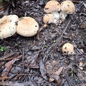 Unverified Fungus by Dron