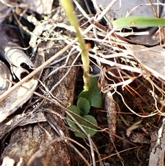 Diplodium ampliatum (Large Autumn Greenhood) at Cook, ACT - 8 May 2025 by CathB