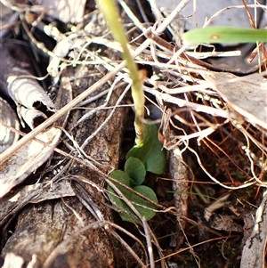 Diplodium ampliatum (Large Autumn Greenhood) at Cook, ACT - 8 May 2025 by CathB