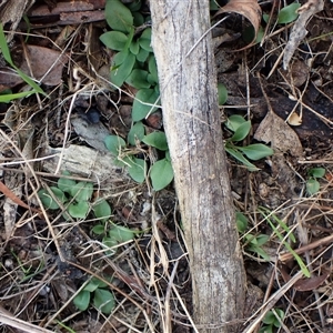 Diplodium truncatum (Little Dumpies, Brittle Greenhood) at Cook, ACT - 8 May 2025 by CathB