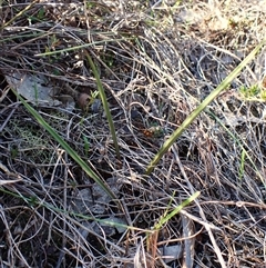 Thelymitra nuda (Scented Sun Orchid) at Cook, ACT - 8 May 2025 by CathB