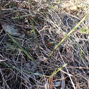 Thelymitra nuda at Cook, ACT - 8 May 2025 by CathB