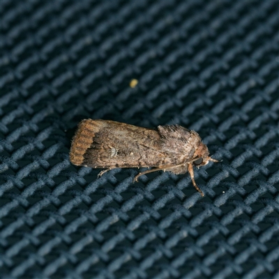 Proteuxoa microspila (Little Noctuid) by DPRees125