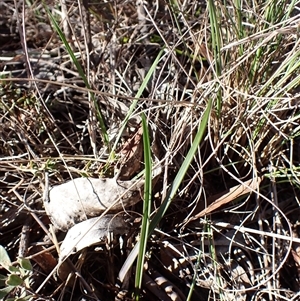 Calochilus platychilus (Purple Beard Orchid) at Cook, ACT - 8 May 2025 by CathB