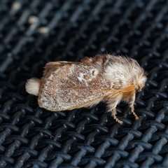 Pseudanapaea (genus) (A cup moth) at Harrison, ACT - 21 May 2025 by DPRees125