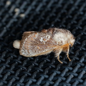 Pseudanapaea (genus) by DPRees125