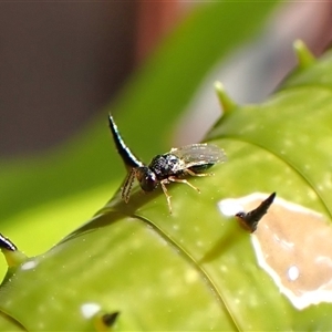 Chalcididae (family) by CathB